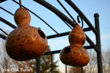 Birdhouse Gourds Image